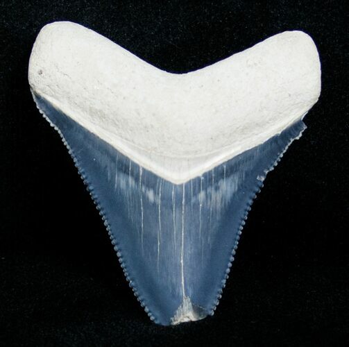 Bargain Bone Valley Megalodon Tooth #4194